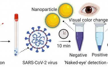 Nanotechnology provides rapid visual detection of COVID-19