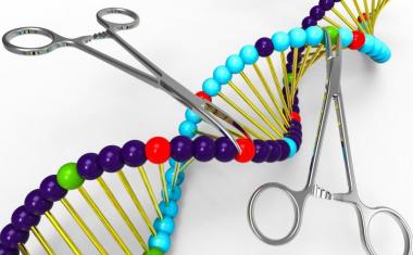 基因组编辑工具TALEN的表现优于CRISPR-Cas9