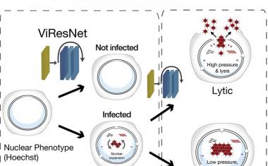 Deep learning predicts viral infections