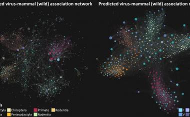 人工智能预测了病毒和哺乳动物之间的未知联系