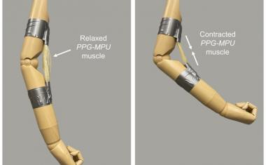 新材料可以帮助机器人弯曲肌肉