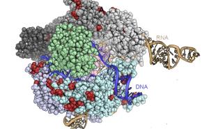 CRISPR: Giving Cas9 an ‘on’ switch