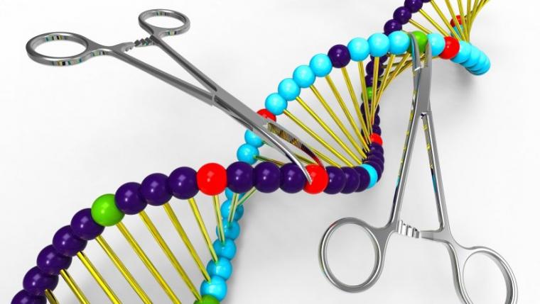 基因组编辑工具TALEN在紧密封装的DNA中表现优于CRISPR-Cas9。