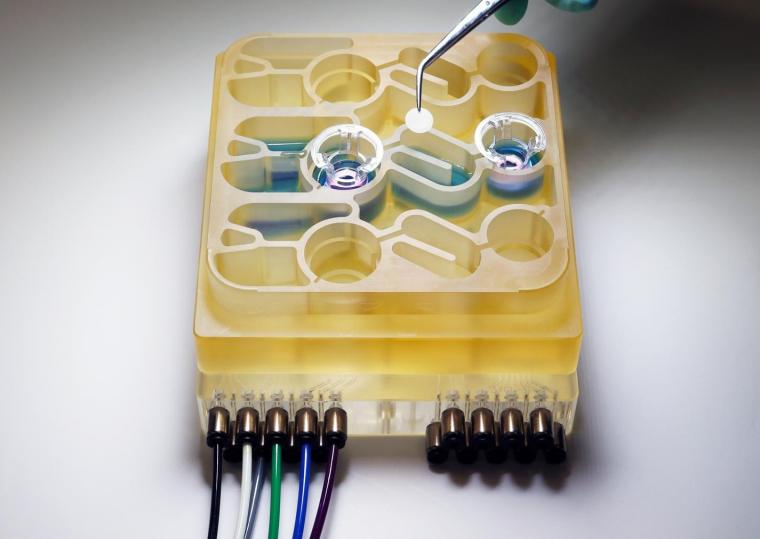 麻省理工学院的研究人员开发了一个芯片上的器官，可以复制...