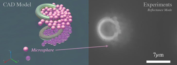 左图为一对拾取粒子的微环模型。实际的图像......