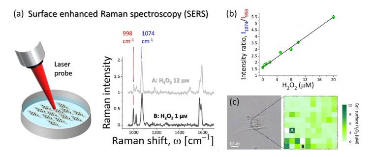 (a)利用表面增强拉曼光谱检测和量化…