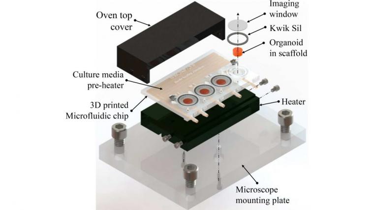 用于器官芯片细胞培养的3d打印微流控生物反应器。