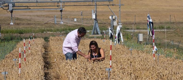 女人和男人在检查小麦。