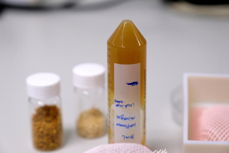 这种由新加坡南洋理工大学(NTU Singapore)开发的花粉衍生墨水(在试管中)能够……