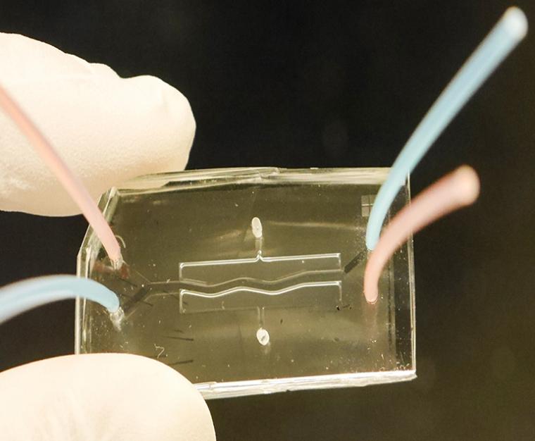 研究人员手持科学家用来进行生物工程的双腔芯片。