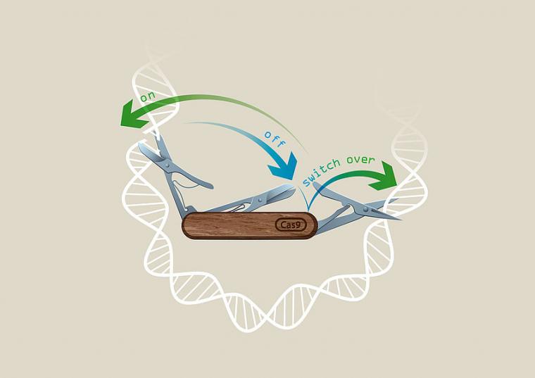 CRISPR-Switch技术的说明。(c) IMBA / Kaminsk
