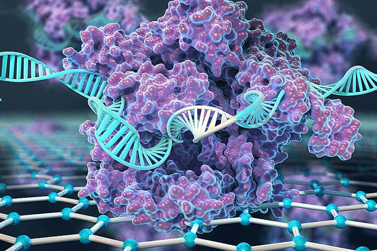 CRISPR-Chip使用失活CRISPR-Cas9蛋白，连接到一个晶体管制成…