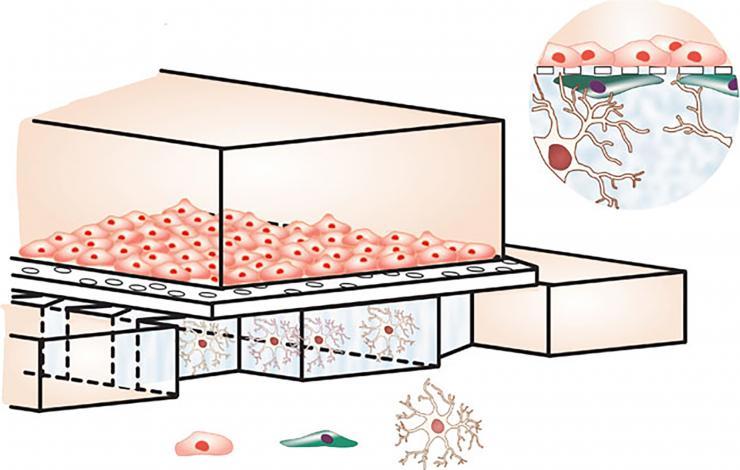 在芯片上的新血脑屏障中，星形胶质细胞(下图)生长得更多……