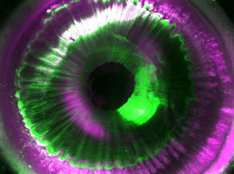 SHANEL提供了一个完整的人眼细胞结构的洞察力。