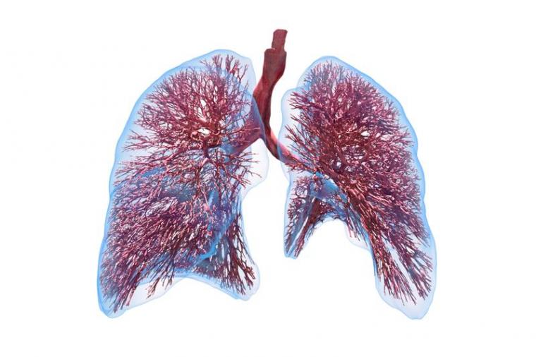 计算肺模型提供了一个更好的理解。。。
