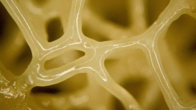 3D打印材料模拟生物组织