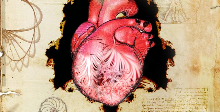 心脏和它的小梁，由列奥纳多·达·芬奇首次描述。
