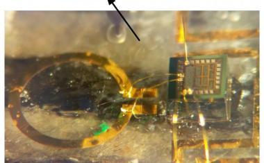 Implantable transmitter for wireless biomedical devices