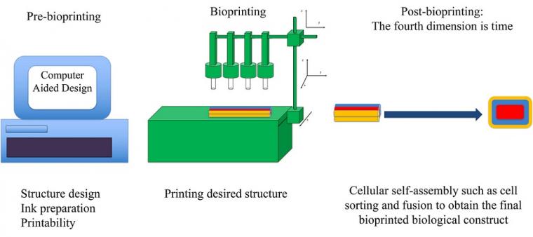 生物打印包括三个主要阶段:1。Pre-bioprinting,包括……
